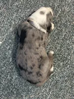 Gray male, a male Sheepadoodle for sale in Grand Rapids, MI – Photo 1 of 3