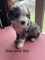 Gray collar Boy, a male Sheepadoodle for sale in Grand Rapids, MI – Photo 1 of 6