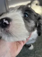 Pink collar Girl, a female Sheepadoodle for sale in Grand Rapids, MI – Photo 8 of 8