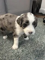 Pink collar Girl, a female Sheepadoodle for sale in Grand Rapids, MI – Photo 4 of 8