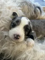 Pink collar Girl, a female Sheepadoodle for sale in Grand Rapids, MI – Photo 2 of 8
