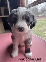 Pink collar Girl, a female Sheepadoodle for sale in Grand Rapids, MI – Photo 1 of 8