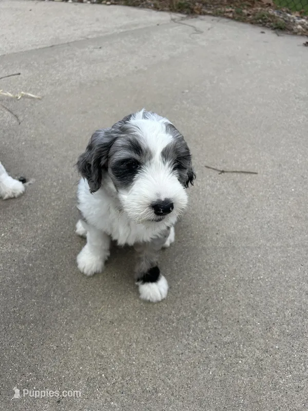 Pink collar Girl – Sheepadoodle puppy for sale in Grand Rapids, MI