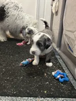 Pink female, a female Sheepadoodle for sale in Grand Rapids, MI – Photo 3 of 4