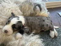 Pink collar Girl, a female Sheepadoodle for sale in Grand Rapids, MI – Photo 6 of 8