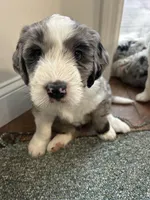 Pink collar Girl, a female Sheepadoodle for sale in Grand Rapids, MI – Photo 5 of 8