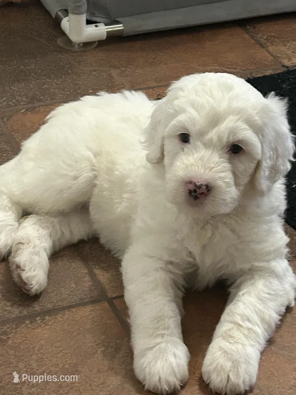 Yellow collar Girl – Sheepadoodle puppy for sale in Grand Rapids, MI
