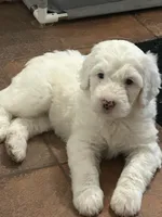 Yellow collar Girl, a female Sheepadoodle for sale in Grand Rapids, MI – Photo 2 of 6