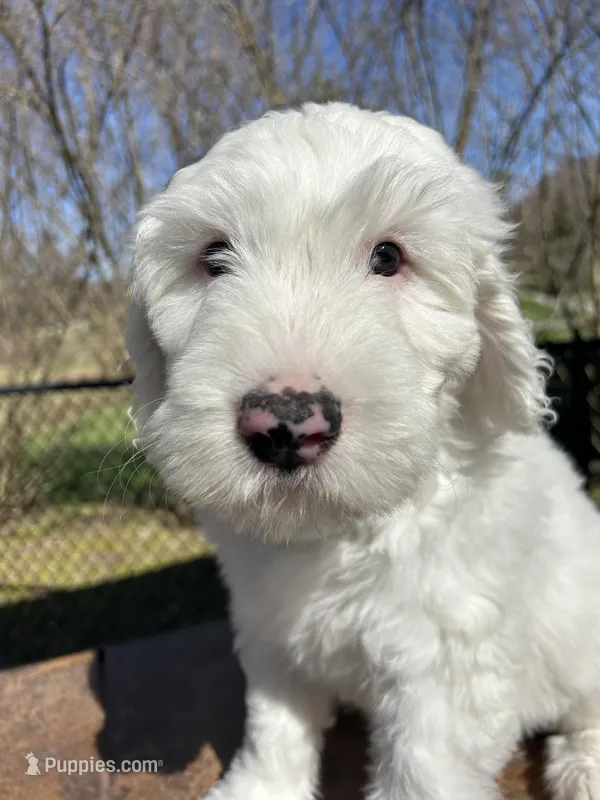 Yellow collar Girl – Sheepadoodle puppy for sale in Grand Rapids, MI