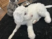 Yellow collar Girl, a female Sheepadoodle for sale in Grand Rapids, MI – Photo 5 of 6