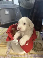 Yellow collar Girl, a female Sheepadoodle for sale in Grand Rapids, MI – Photo 4 of 6