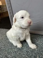 Yellow collar Girl, a female Sheepadoodle for sale in Grand Rapids, MI – Photo 6 of 6
