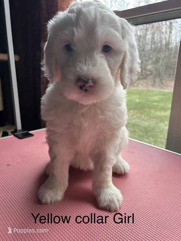 Yellow collar Girl – Sheepadoodle puppy for sale in Grand Rapids, MI