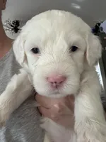 Yellow collar Girl, a female Sheepadoodle for sale in Grand Rapids, MI – Photo 3 of 6