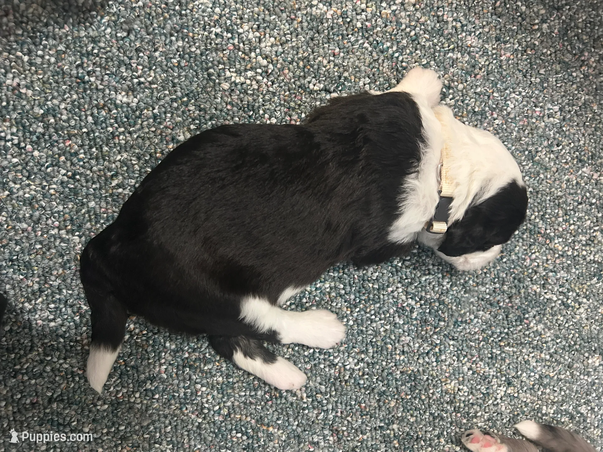 White collar Girl, a female Sheepadoodle for sale in Grand Rapids, MI – Photo 6 of 6