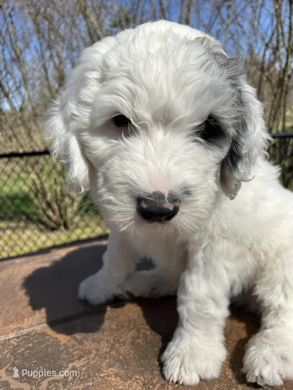 Black collar Boy – Sheepadoodle puppy for sale in Grand Rapids, MI
