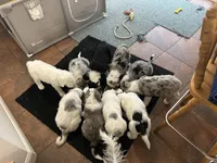 Black collar Boy, a male Sheepadoodle for sale in Grand Rapids, MI – Photo 6 of 6