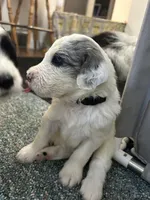 Black collar Boy, a male Sheepadoodle for sale in Grand Rapids, MI – Photo 2 of 6