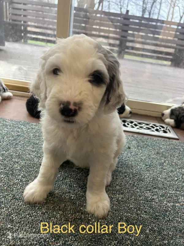 Black collar Boy – Sheepadoodle puppy for sale in Grand Rapids, MI