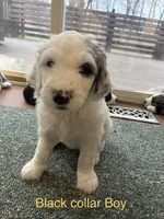 Black collar Boy, a male Sheepadoodle for sale in Grand Rapids, MI – Photo 1 of 6