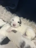 Black collar Boy, a male Sheepadoodle for sale in Grand Rapids, MI – Photo 3 of 6