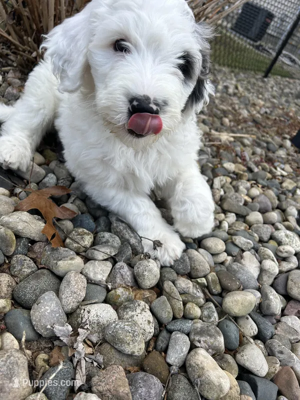 Black collar Boy – Sheepadoodle puppy for sale in Grand Rapids, MI