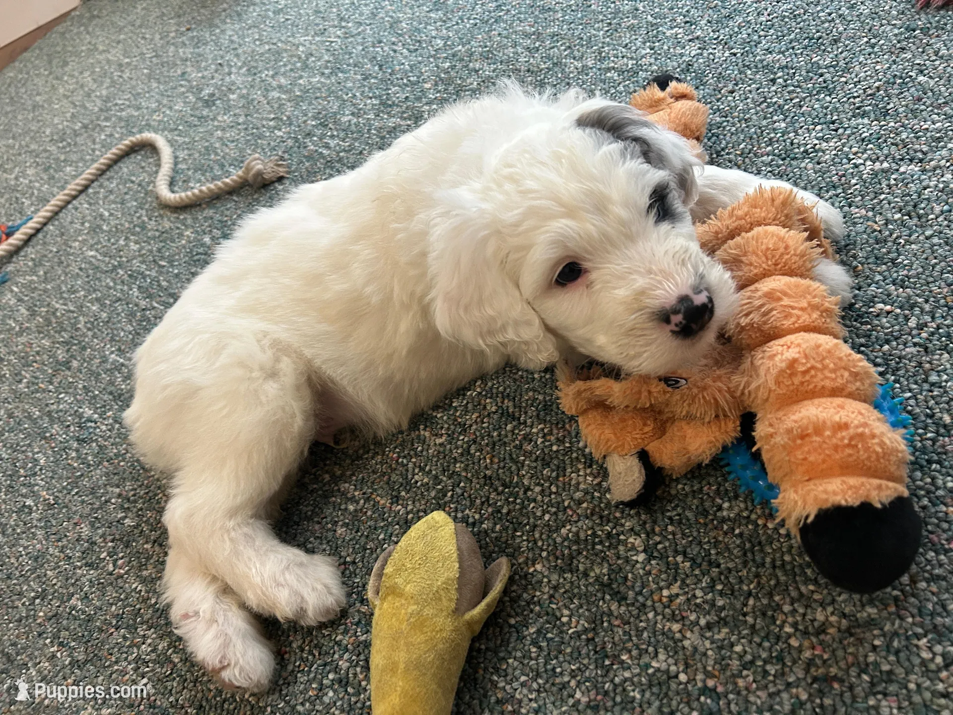 Black collar Boy, a male Sheepadoodle for sale in Grand Rapids, MI – Photo 4 of 6