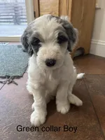 ‘Green collar Boy, a male Sheepadoodle for sale in Grand Rapids, MI – Photo 1 of 5