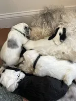 ‘Green collar Boy, a male Sheepadoodle for sale in Grand Rapids, MI – Photo 5 of 5
