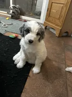 ‘Green collar Boy, a male Sheepadoodle for sale in Grand Rapids, MI – Photo 2 of 5