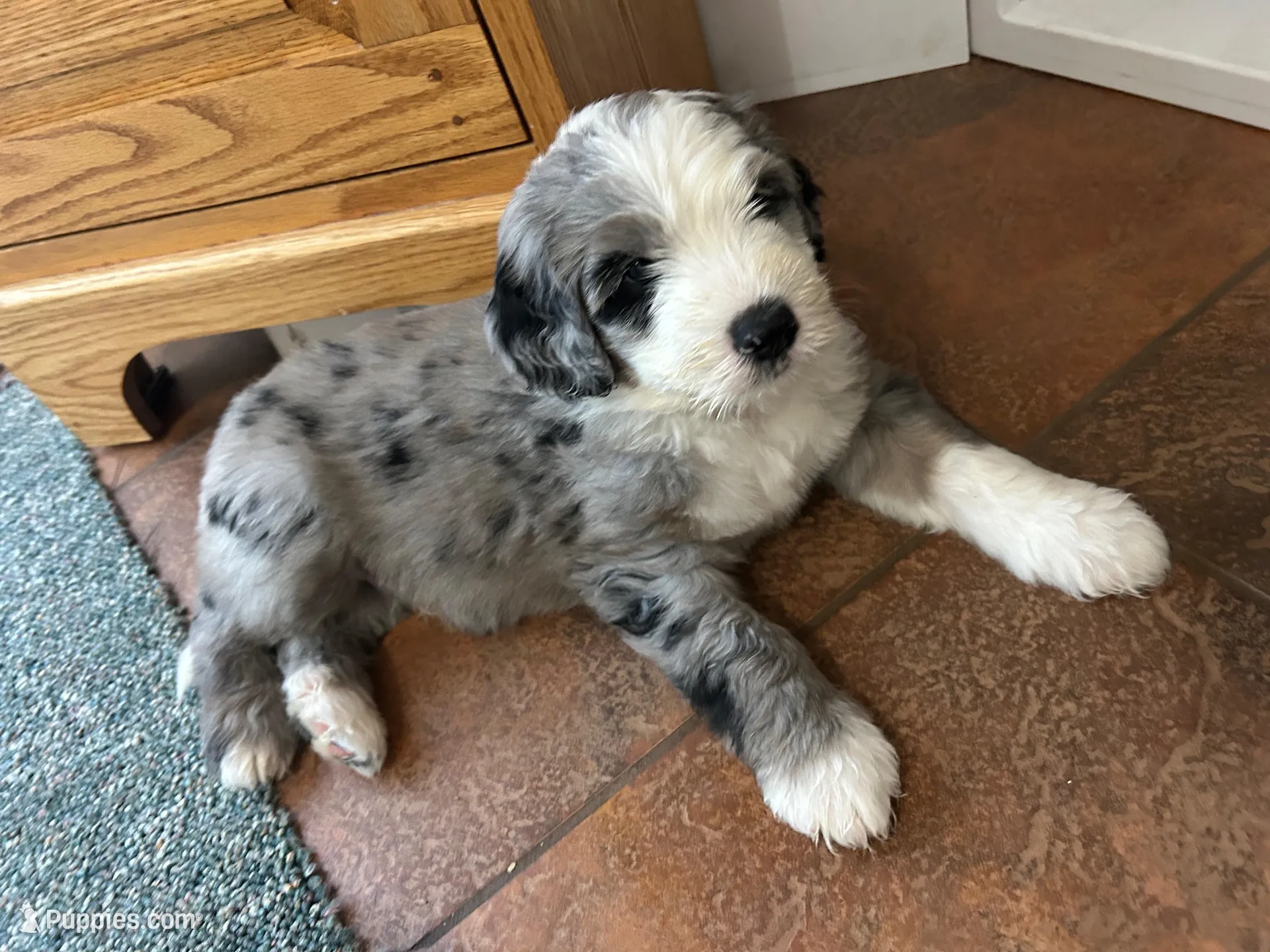 Gray collar Boy, a male Sheepadoodle for sale in Grand Rapids, MI – Photo 2 of 6