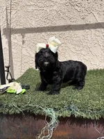 Athena, a female Cockapoo for sale in Hilmar, CA – 7 of 9