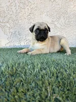 Thor, a male Pug for sale in Hilmar, CA – 4 of 6