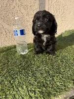 Thor , a male Cockapoo for sale in Hilmar, CA – 8 of 10