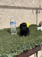 Pink , a female Cockapoo for sale in Hilmar, CA – 7 of 9
