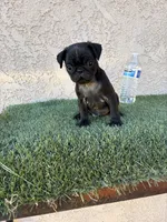 Sky , a male Pug for sale in Hilmar, CA – 7 of 10