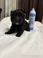 Athena, a female Poodle - Toy  for sale in Hilmar, CA – 2 of 4