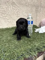 Pink , a female Cockapoo for sale in Hilmar, CA – 2 of 9