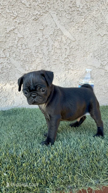 Sky  – Pug puppy for sale in Hilmar, CA