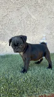Sky , a male Pug for sale in Hilmar, CA – 1 of 10