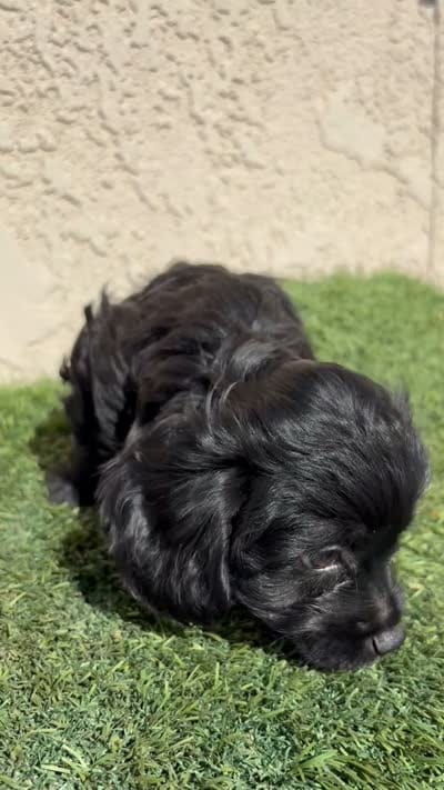 Pink, a female Cockapoo for sale in Hilmar, CA – 8 of 8