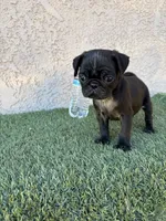 Sky , a male Pug for sale in Hilmar, CA – 3 of 10