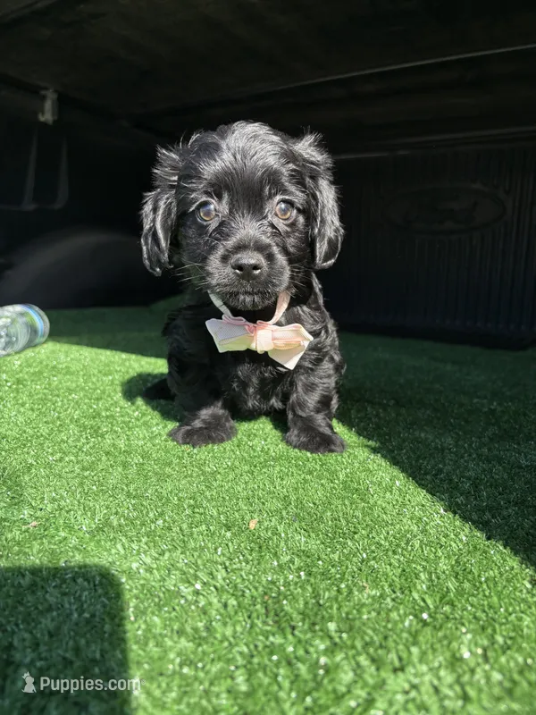 Pink – Poodle - Toy  puppy for sale in Hilmar, CA