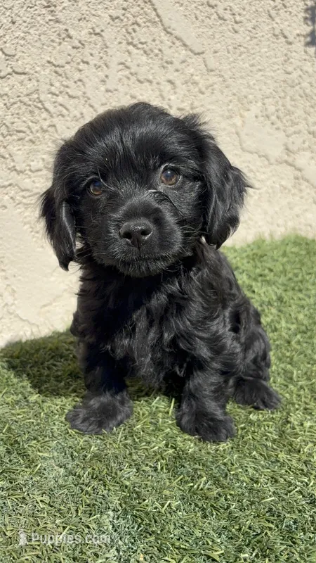 Pink – Cockapoo puppy for sale in Hilmar, CA