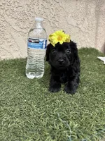 Pink , a female Cockapoo for sale in Hilmar, CA – 4 of 9
