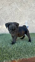 Sky , a male Pug for sale in Hilmar, CA – 6 of 10