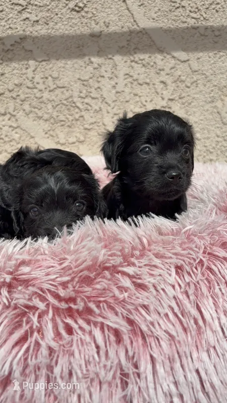 Pink  – Cockapoo puppy for sale in Hilmar, CA