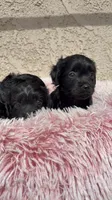 Pink , a female Cockapoo for sale in Hilmar, CA – 1 of 9