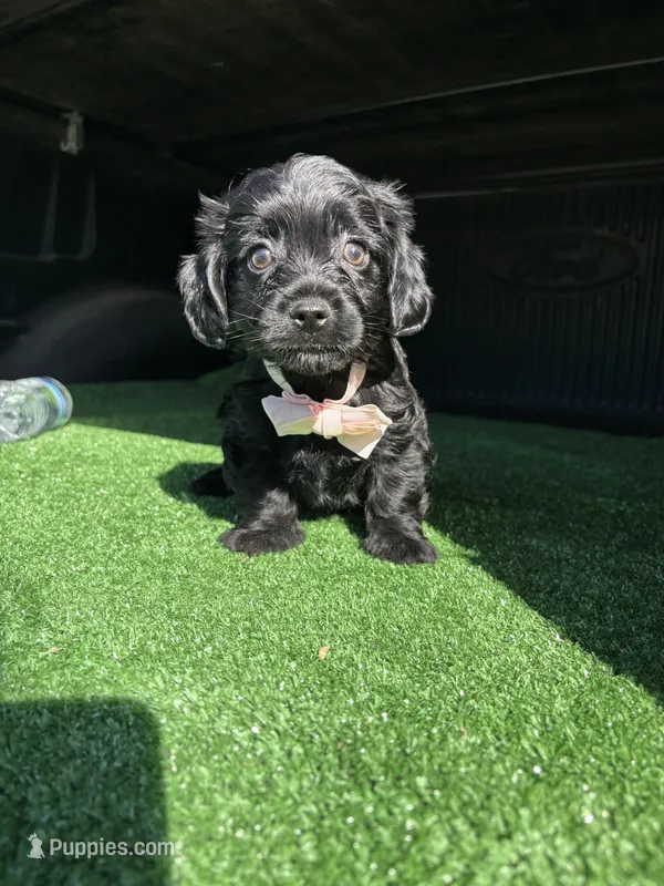 Pink  – Cockapoo puppy for sale in Hilmar, CA