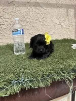 Pink , a female Cockapoo for sale in Hilmar, CA – 6 of 9